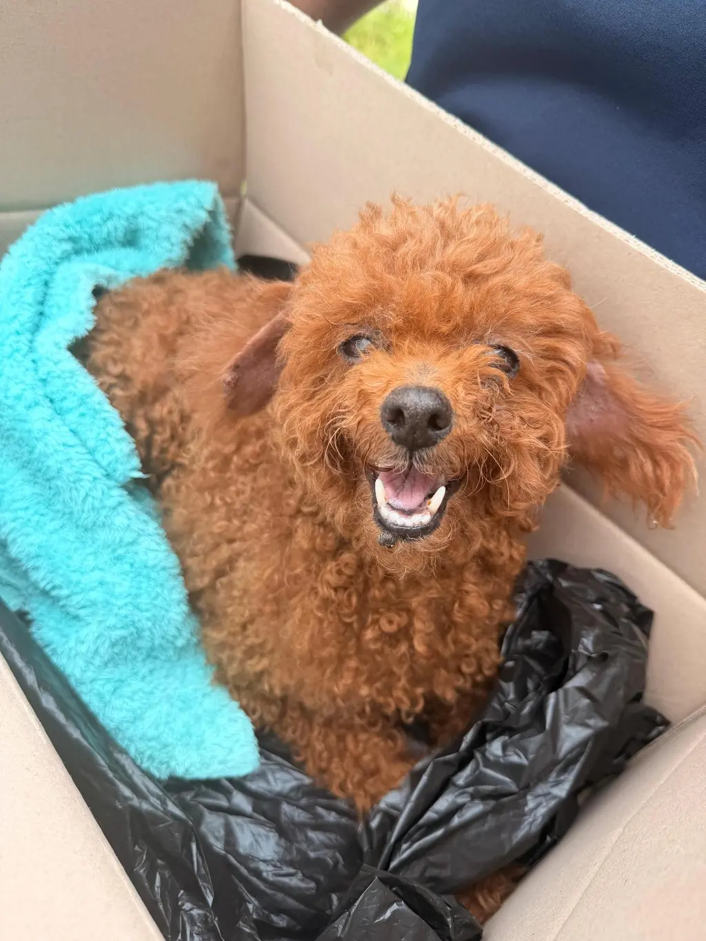 푸들 보호중 사진