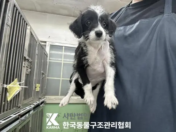 믹스견 보호중 사진