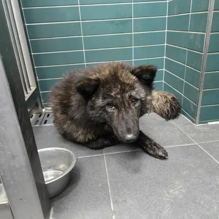 믹스견 보호중 사진