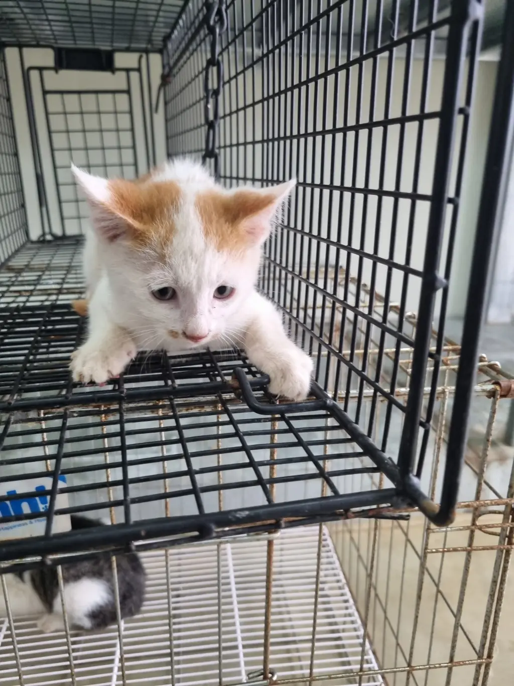 믹스묘 보호중 사진