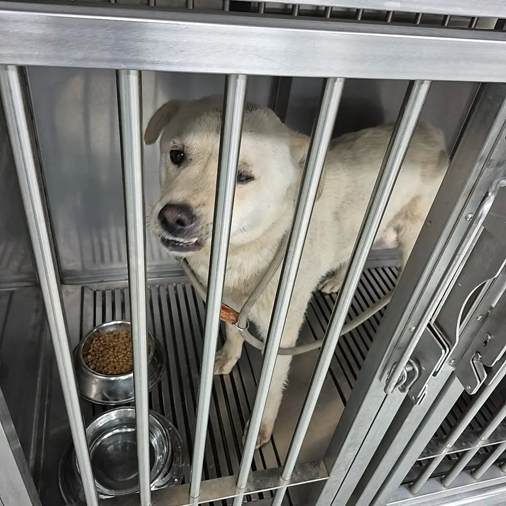 믹스견 보호중 사진