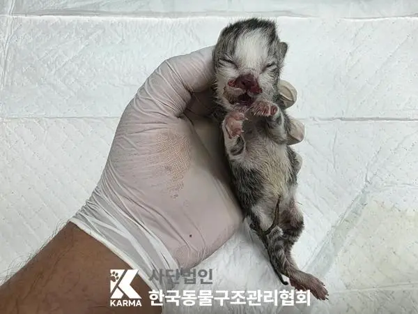 한국 고양이 보호중 사진