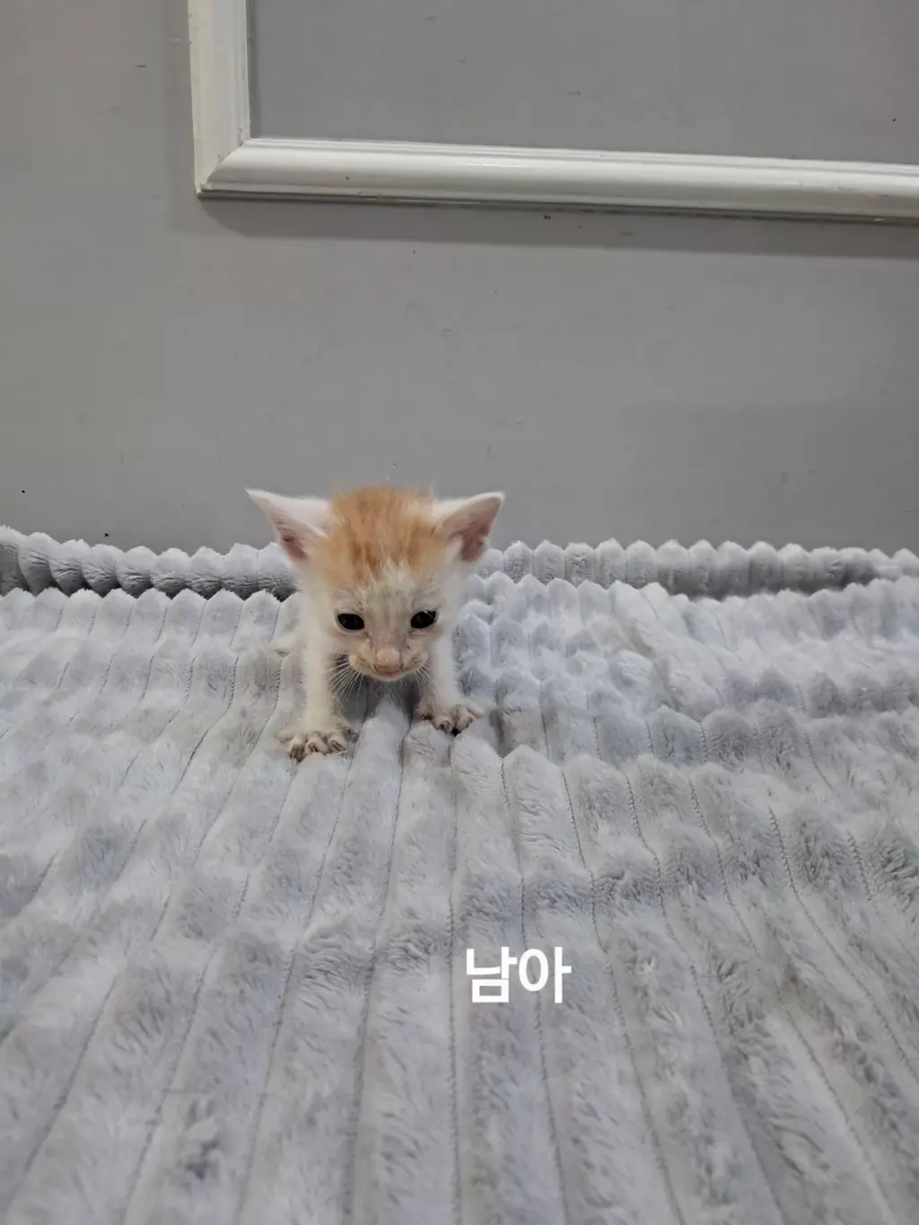 한국 고양이 보호중 사진