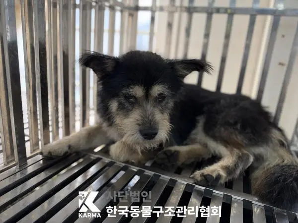 믹스견 보호중 사진