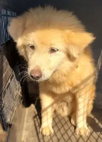 믹스견 보호중 사진
