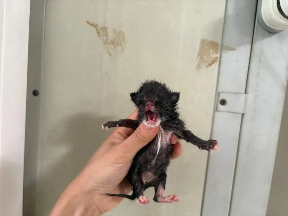 한국 고양이 보호중 사진