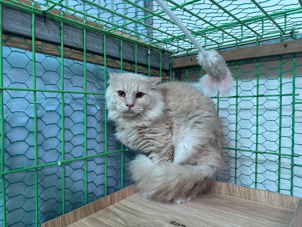 하일랜드 폴드 보호중 사진