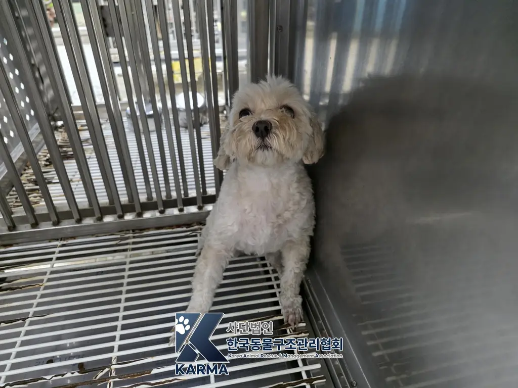 말티즈 보호중 사진