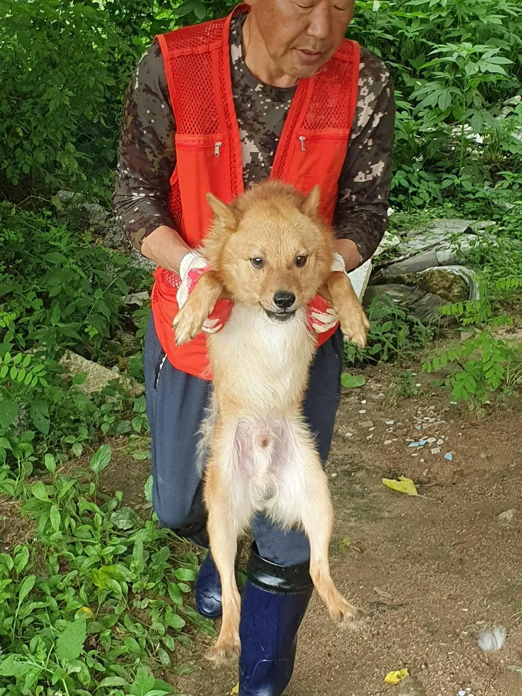 믹스견 보호중 사진
