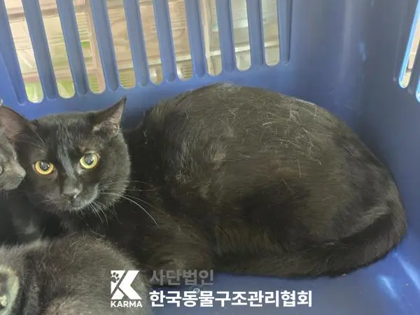 한국 고양이 보호중 사진