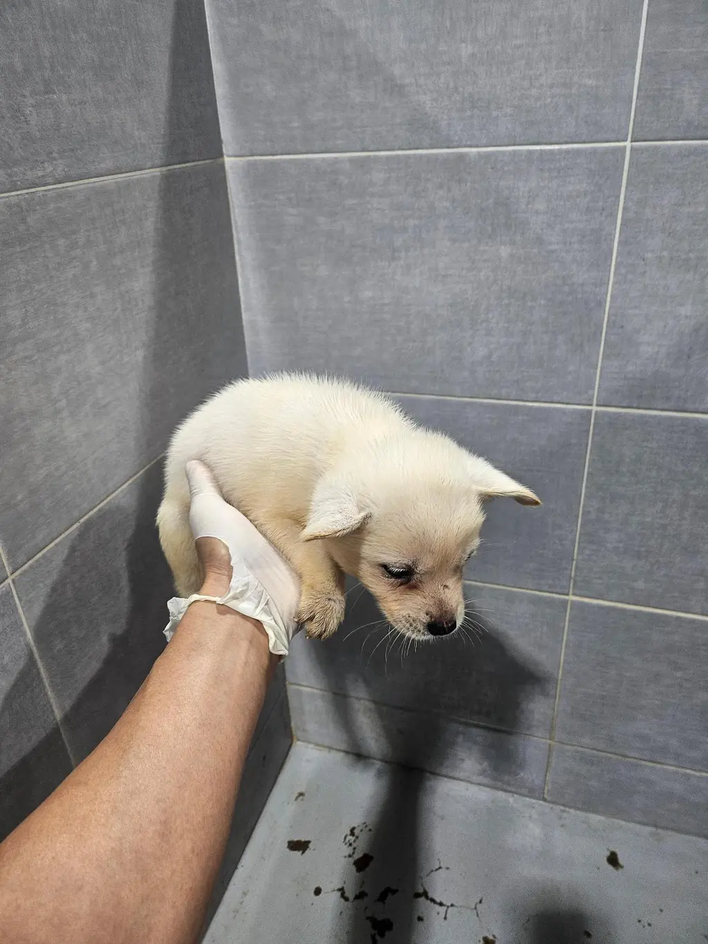 믹스견 보호중 사진