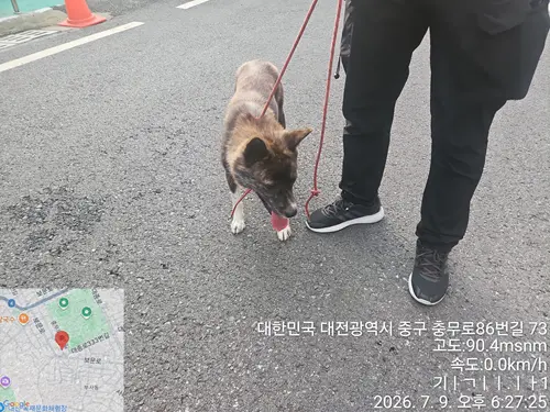 믹스견 보호중 사진