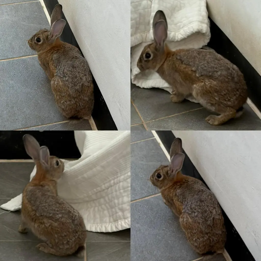 기타축종 보호중 사진