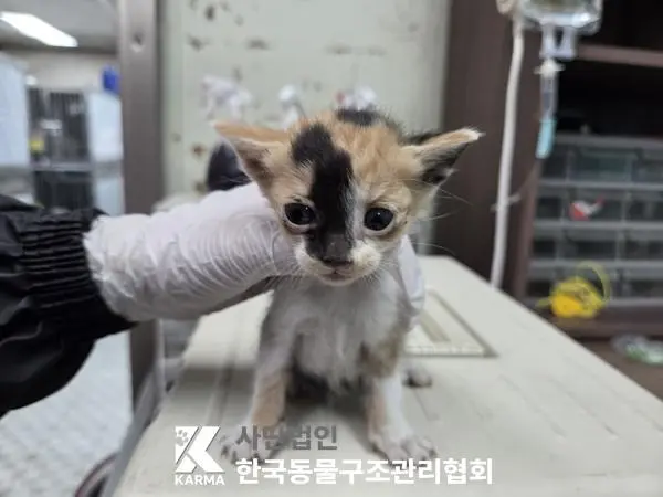 한국 고양이 보호중 사진