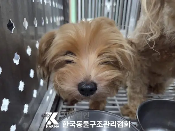 요크셔 테리어 보호중 사진
