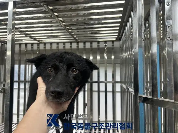믹스견 보호중 사진