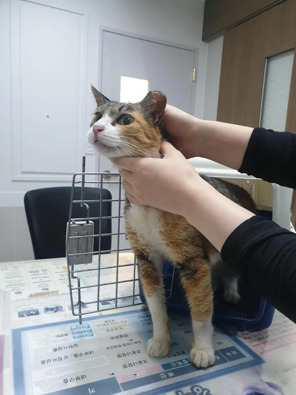한국 고양이 보호중 사진