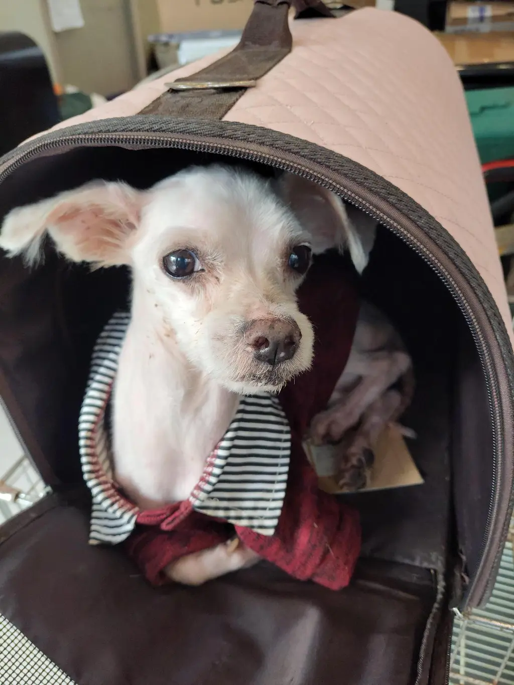 말티즈 보호중 사진