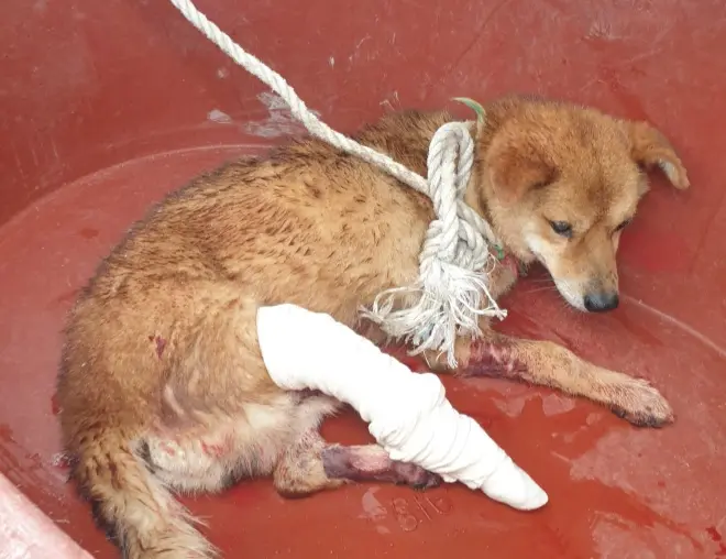 믹스견 보호중 사진