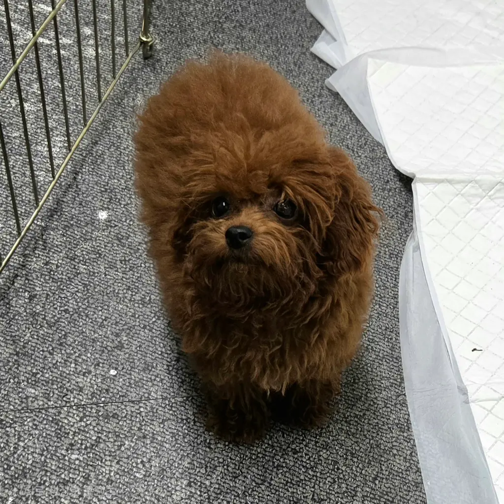 푸들 보호중 사진
