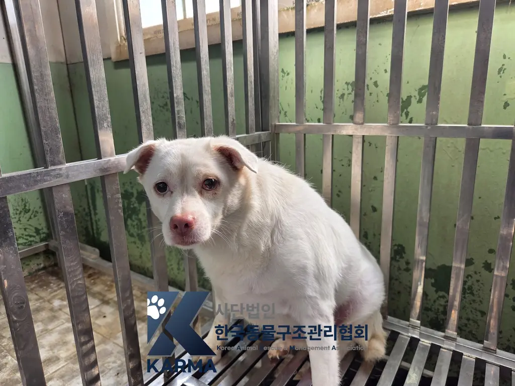 믹스견 보호중 사진