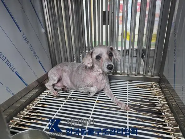푸들 보호중 사진