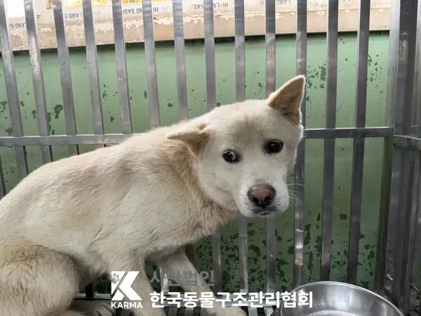 믹스견 보호중 사진