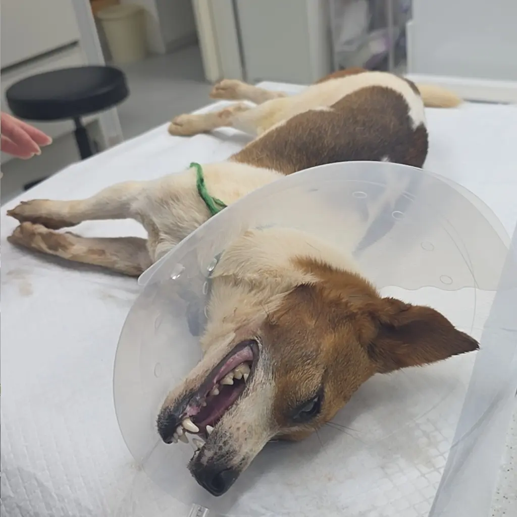 믹스견 보호중 사진