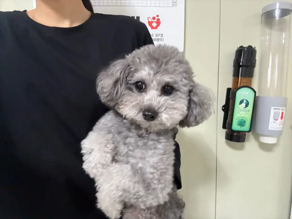 푸들 보호중 사진