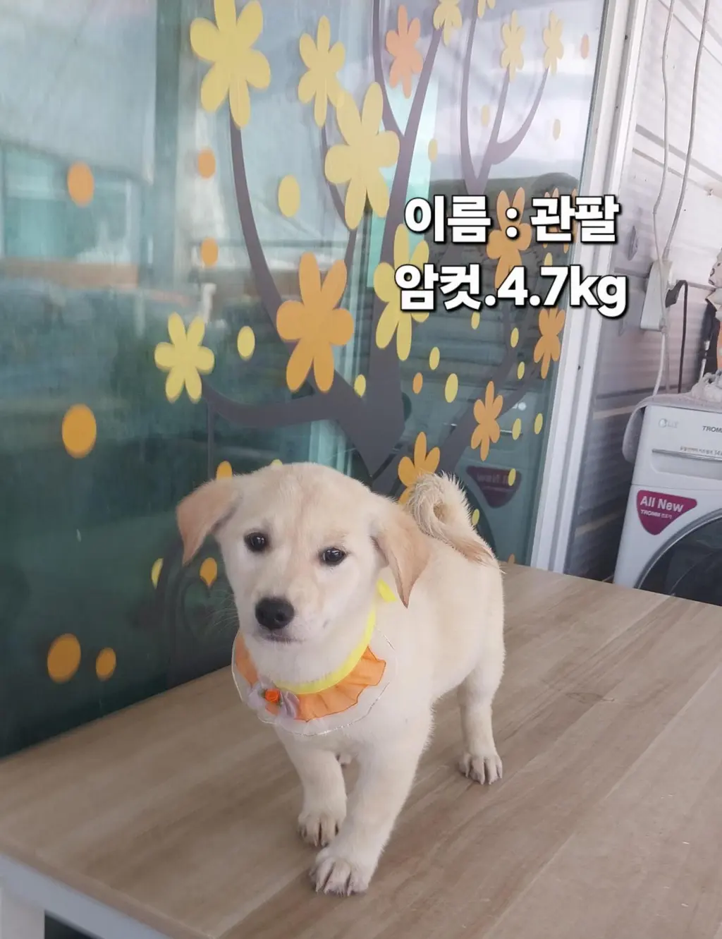 기타 보호중 사진