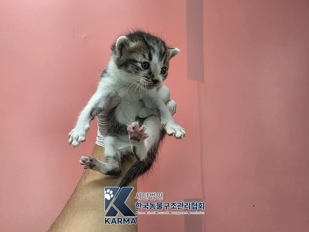 한국 고양이 보호중 사진