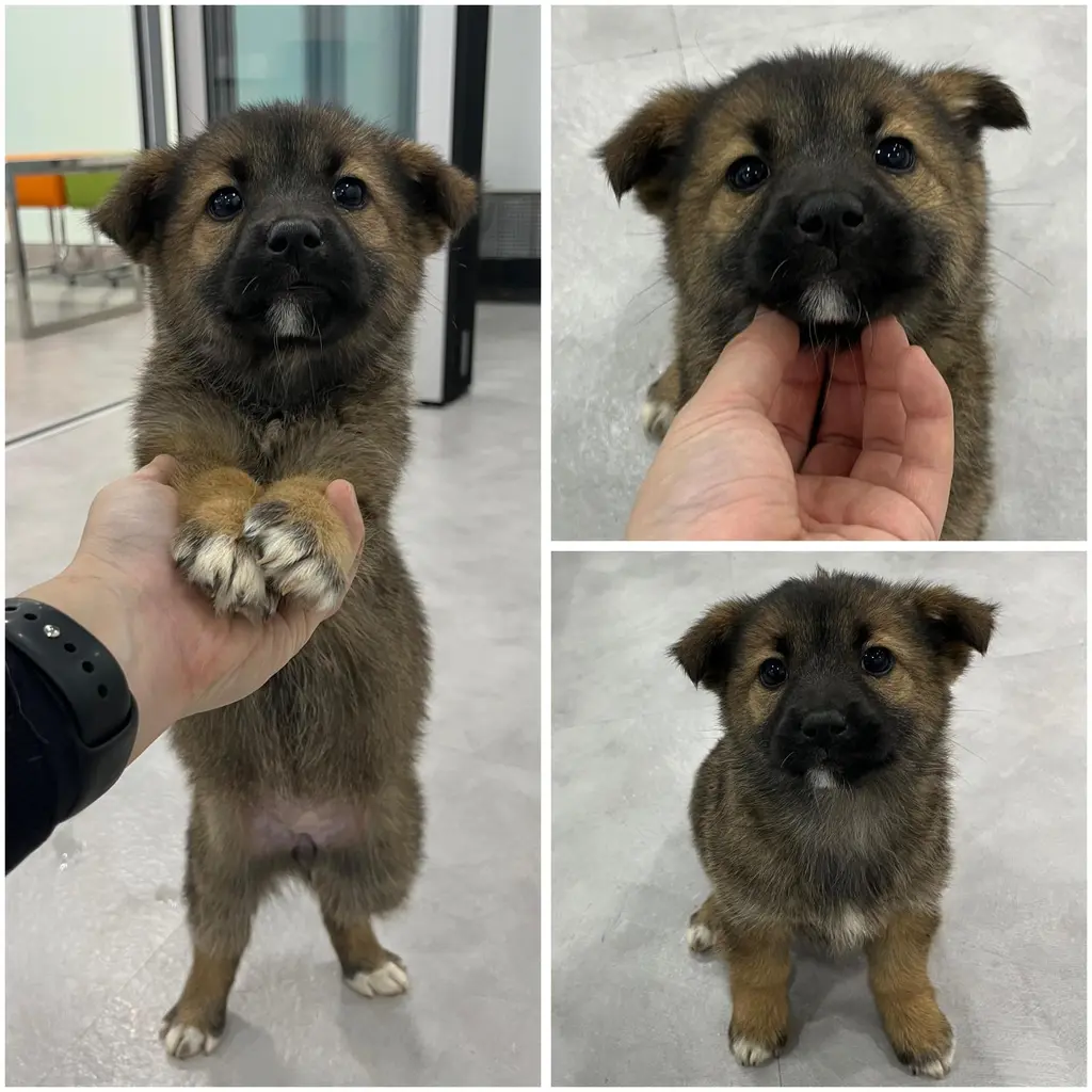 믹스견 보호중 사진
