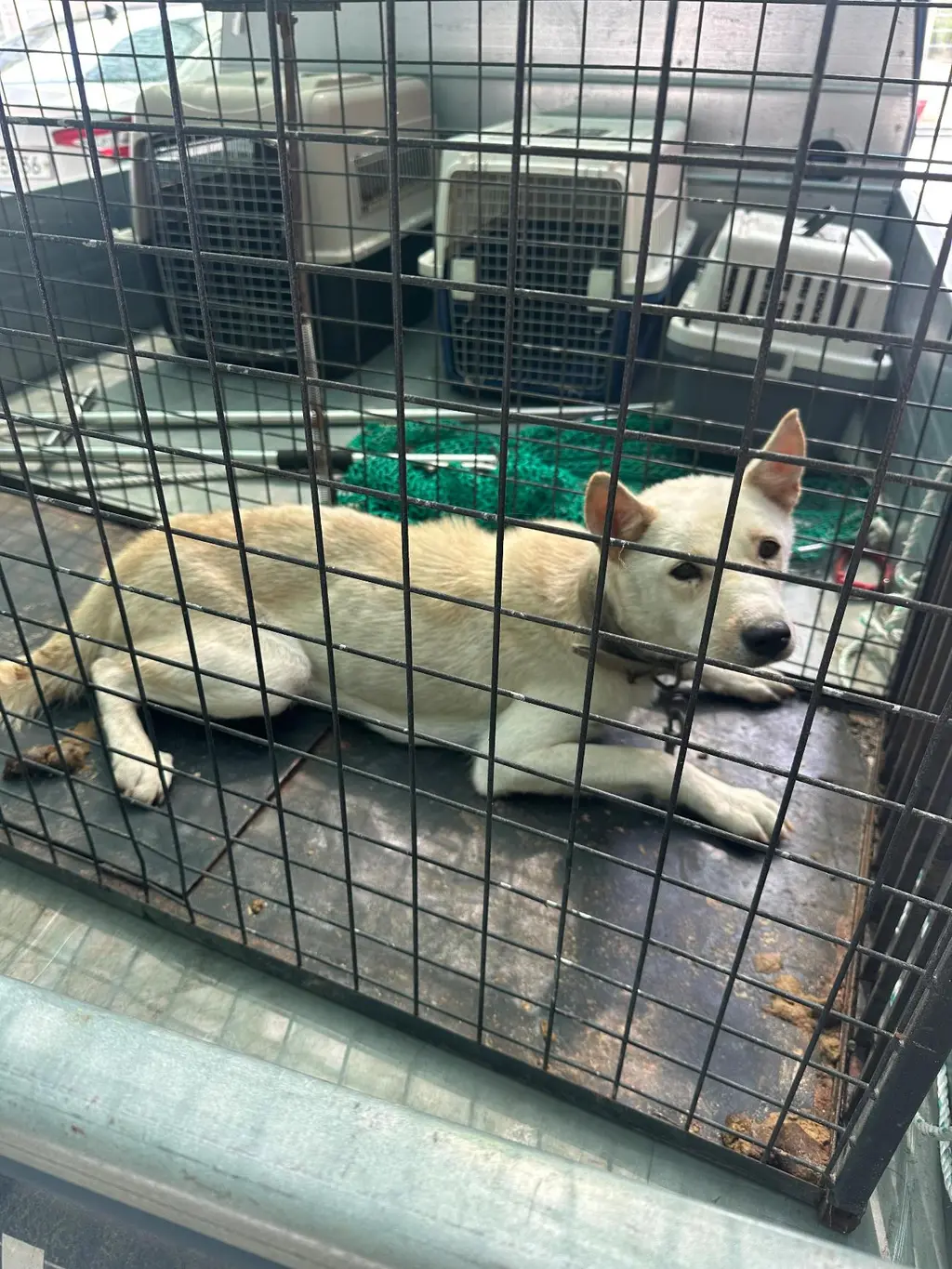 믹스견 보호중 사진