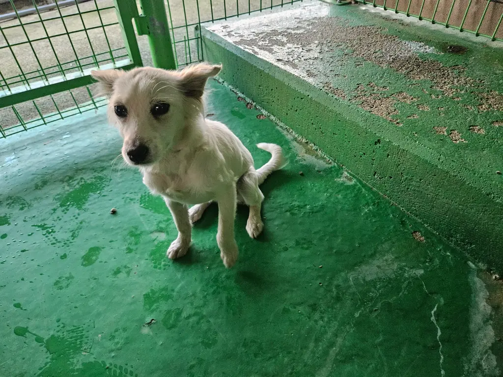 믹스견 보호중 사진