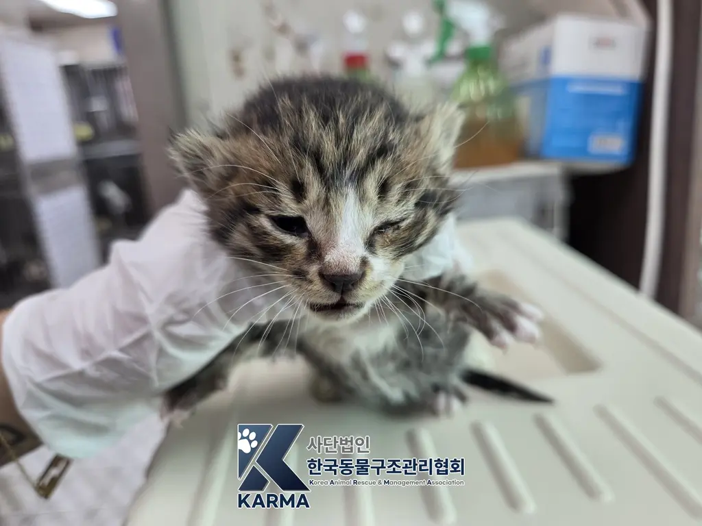 한국 고양이 보호중 사진
