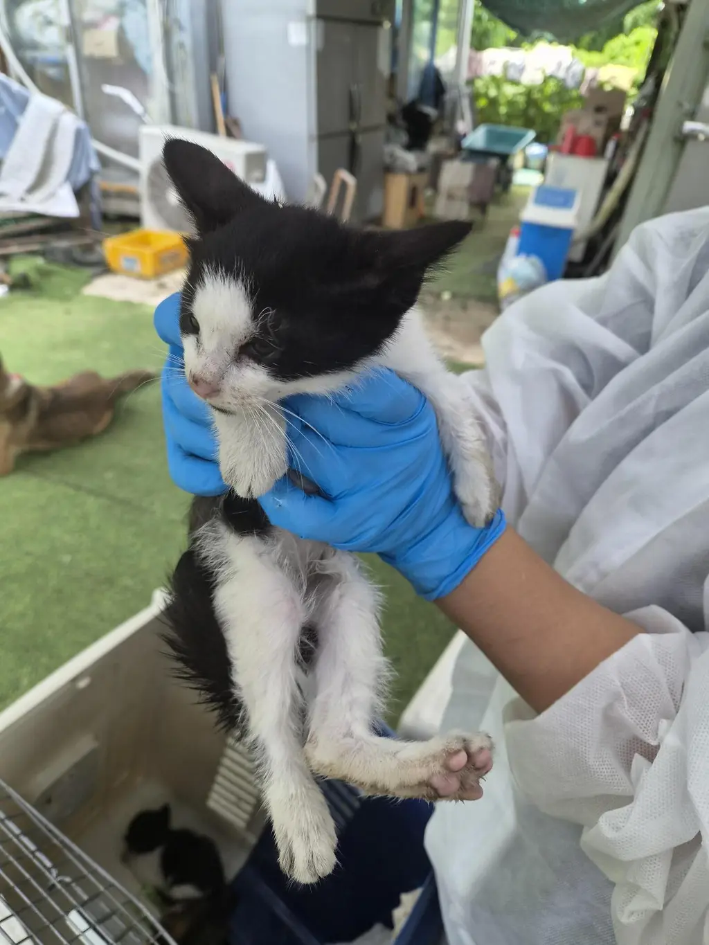 한국 고양이 보호중 사진