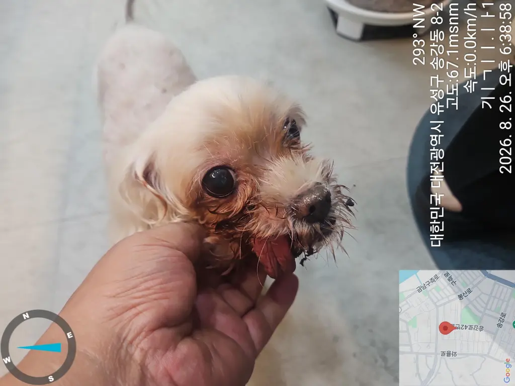 말티즈 보호중 사진