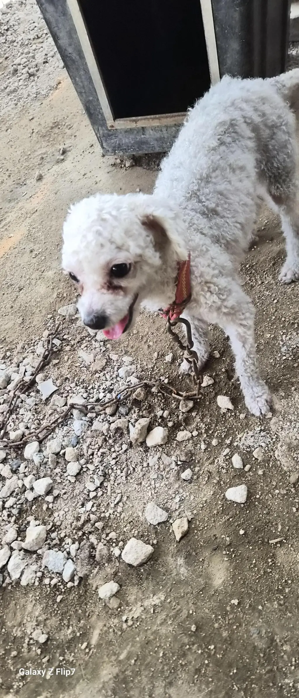 푸들 보호중 사진