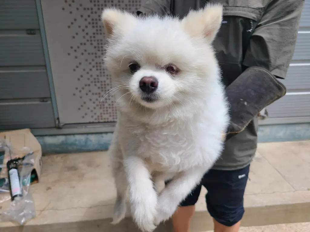 포메라니안 보호중 사진