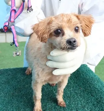 기타 보호중 사진