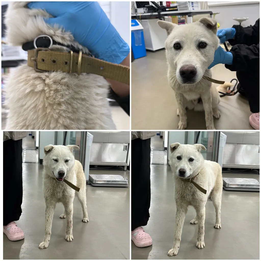 믹스견 보호중 사진