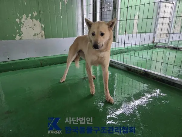 믹스견 보호중 사진