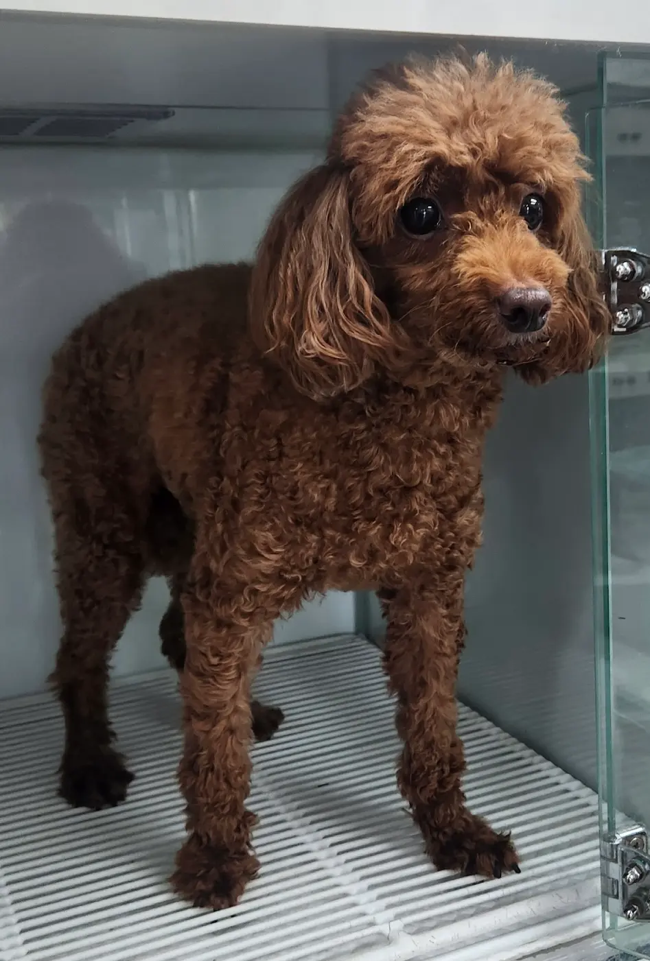 푸들 보호중 사진