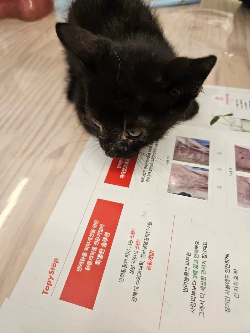 한국 고양이 보호중 사진