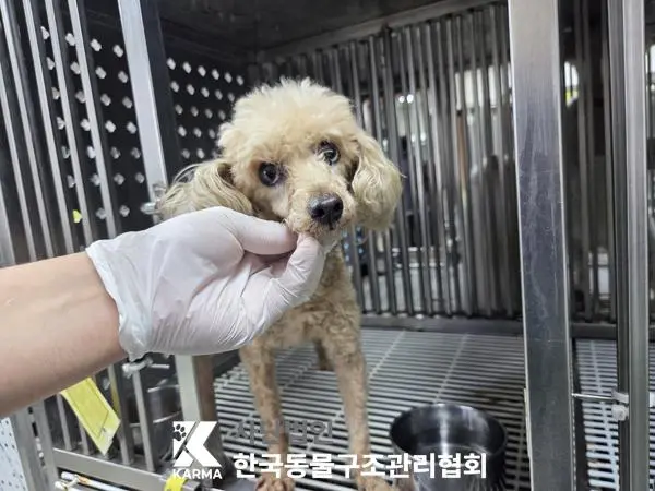 푸들 보호중 사진