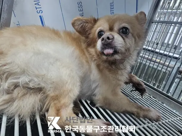 믹스견 보호중 사진