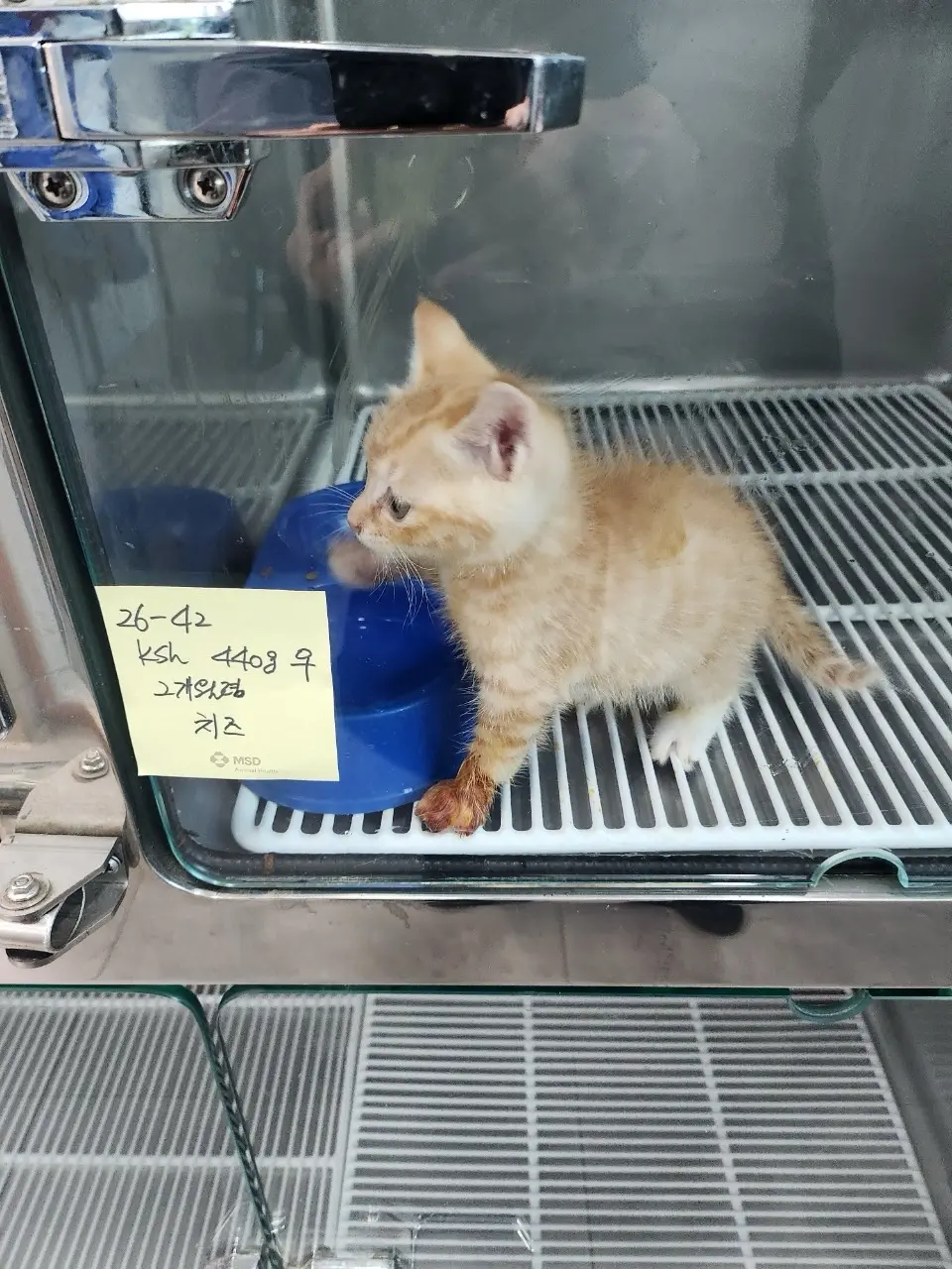 한국 고양이 보호중 사진