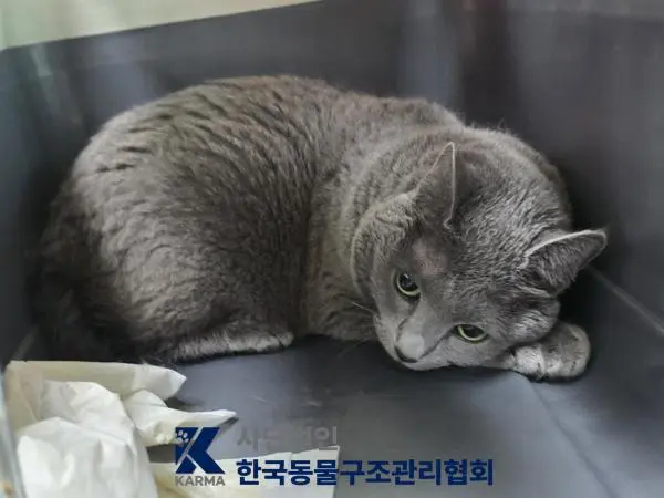 러시안 블루 보호중 사진