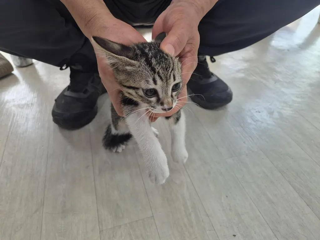 믹스묘 보호중 사진
