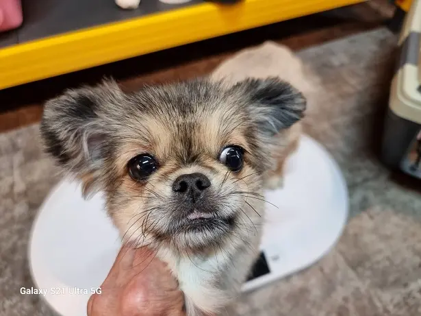 포메라니안 보호중 사진